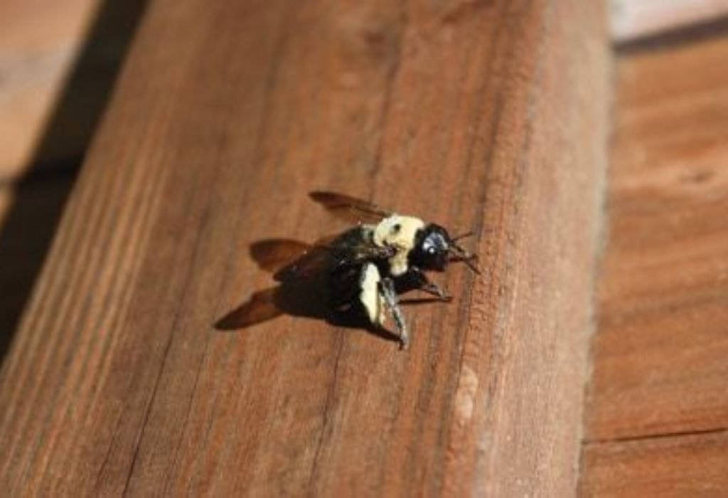 Common Insects That Drill Holes in Wood