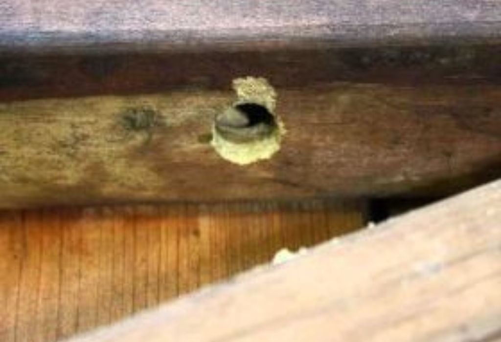 Preventing Future Wood Damage from Insects