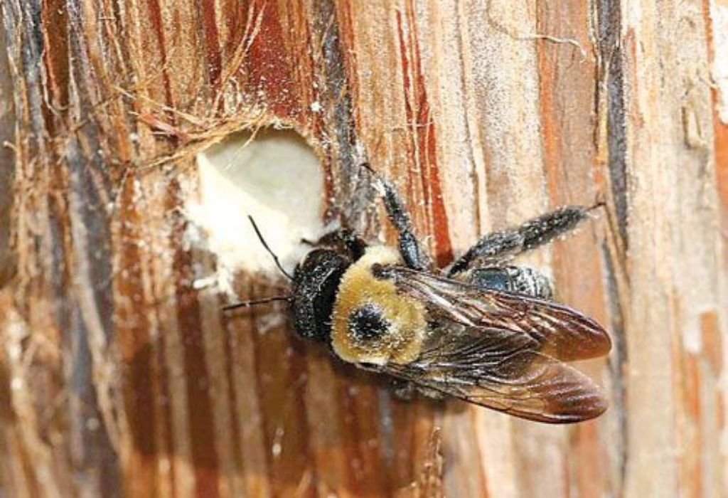 Understanding Carpenter Bees and Their Behavior