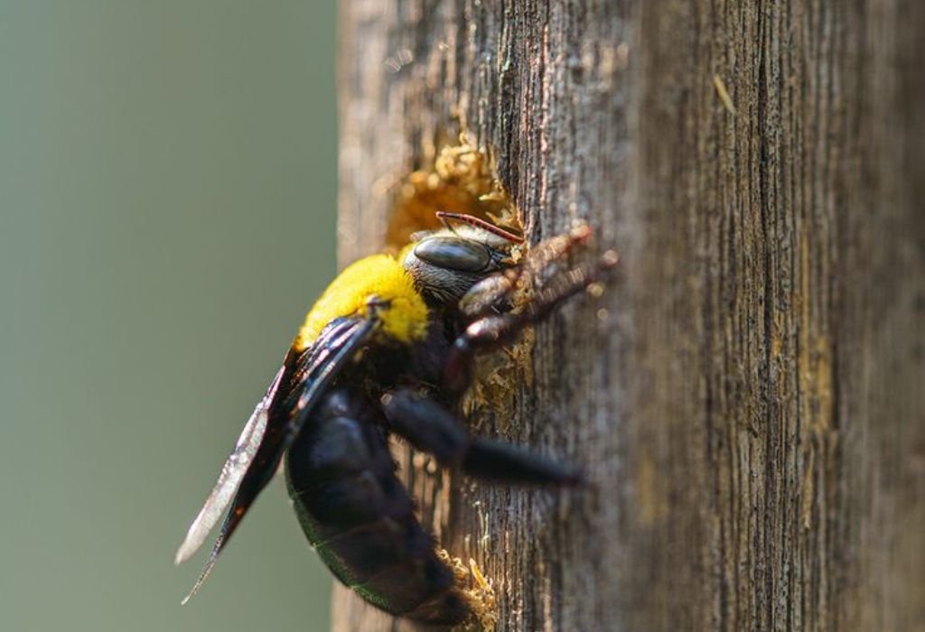 How to Stop Carpenter Bees from Drilling Holes