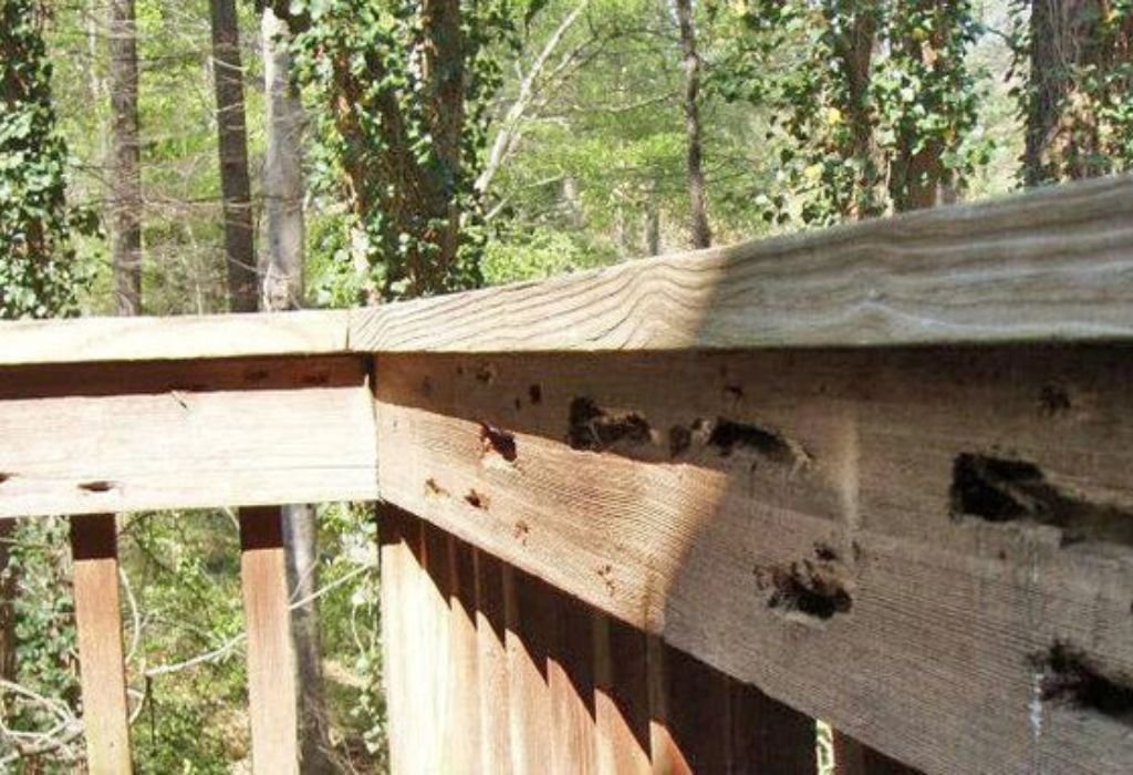 Understanding Bumble Bees and Their Behavior