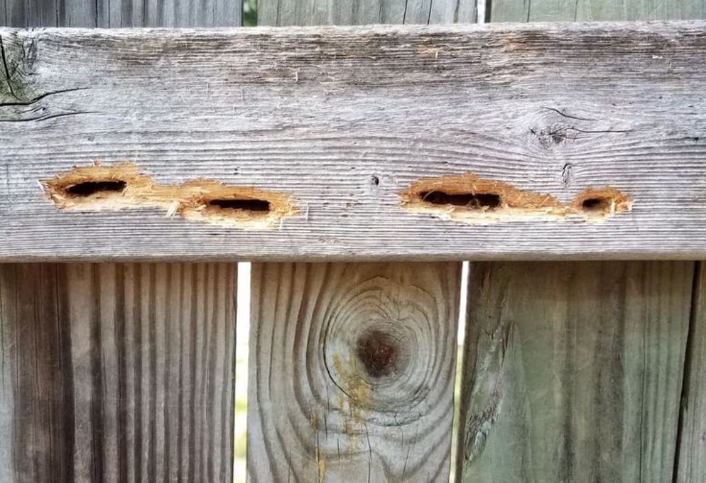 Understanding Why Bees Drill Holes in Wood