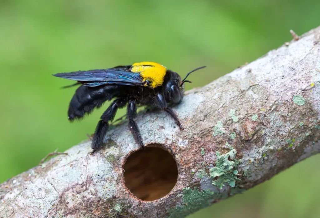How to Stop Bees from Drilling Holes in Wood Full Guide
